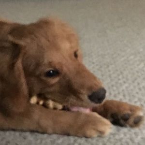 Meet your Posher, Logan